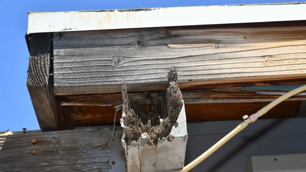 rotting wooden patio cover