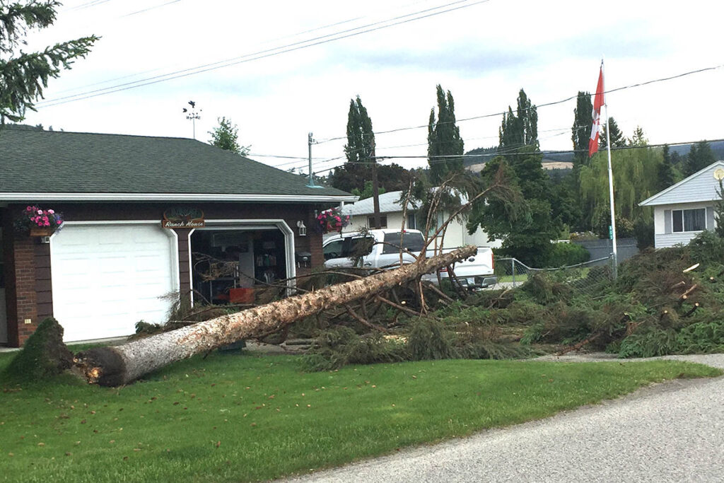 trees knocked down from wind