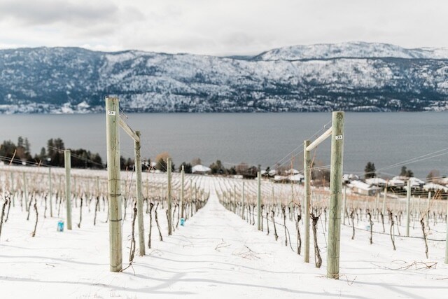 snowy vines in the okanagan